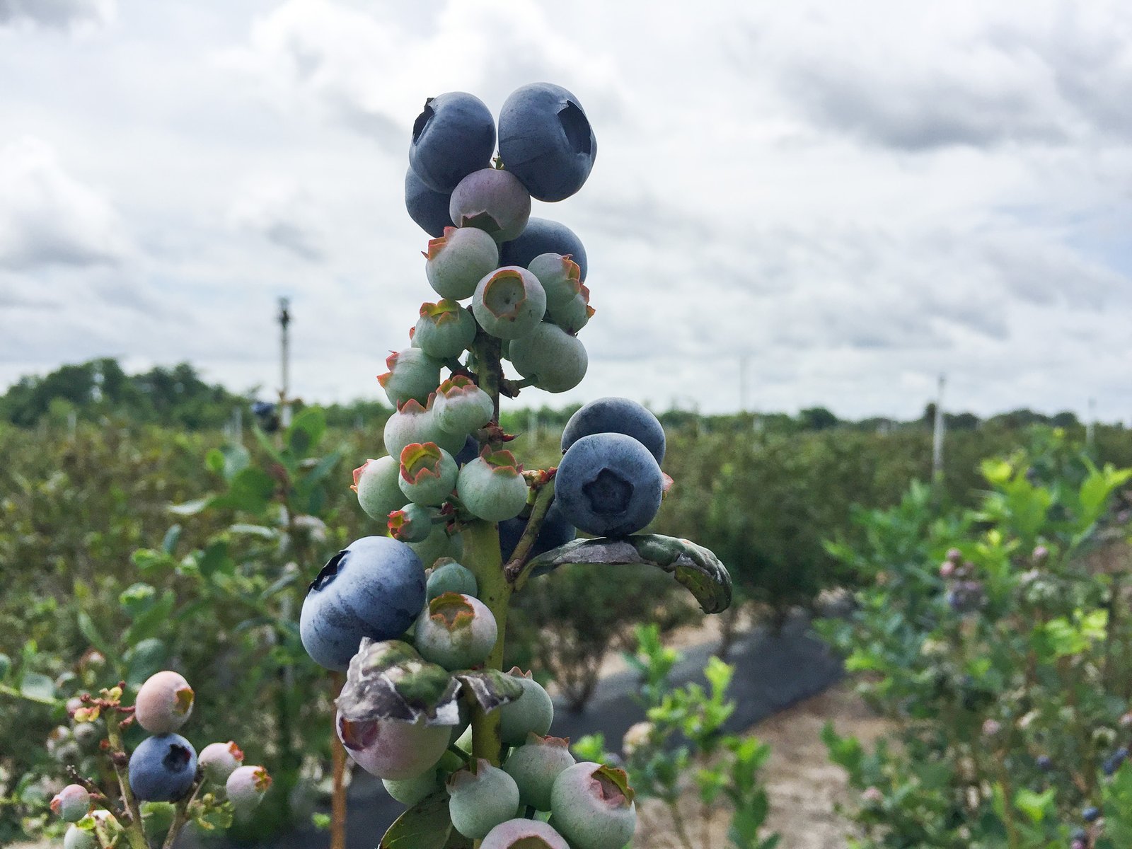 Blueberry Farm - QFC Travel